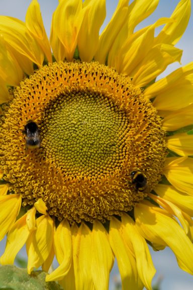 A Bee's breakfast